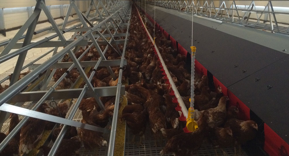 Impianto per allevamento galline ovaiole